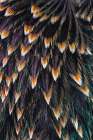 Feather pattern on back of common Starling. Art Print